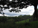 SX16186 Carreg Cennen Castle on top of distant cliffs framed by big tree.jpg